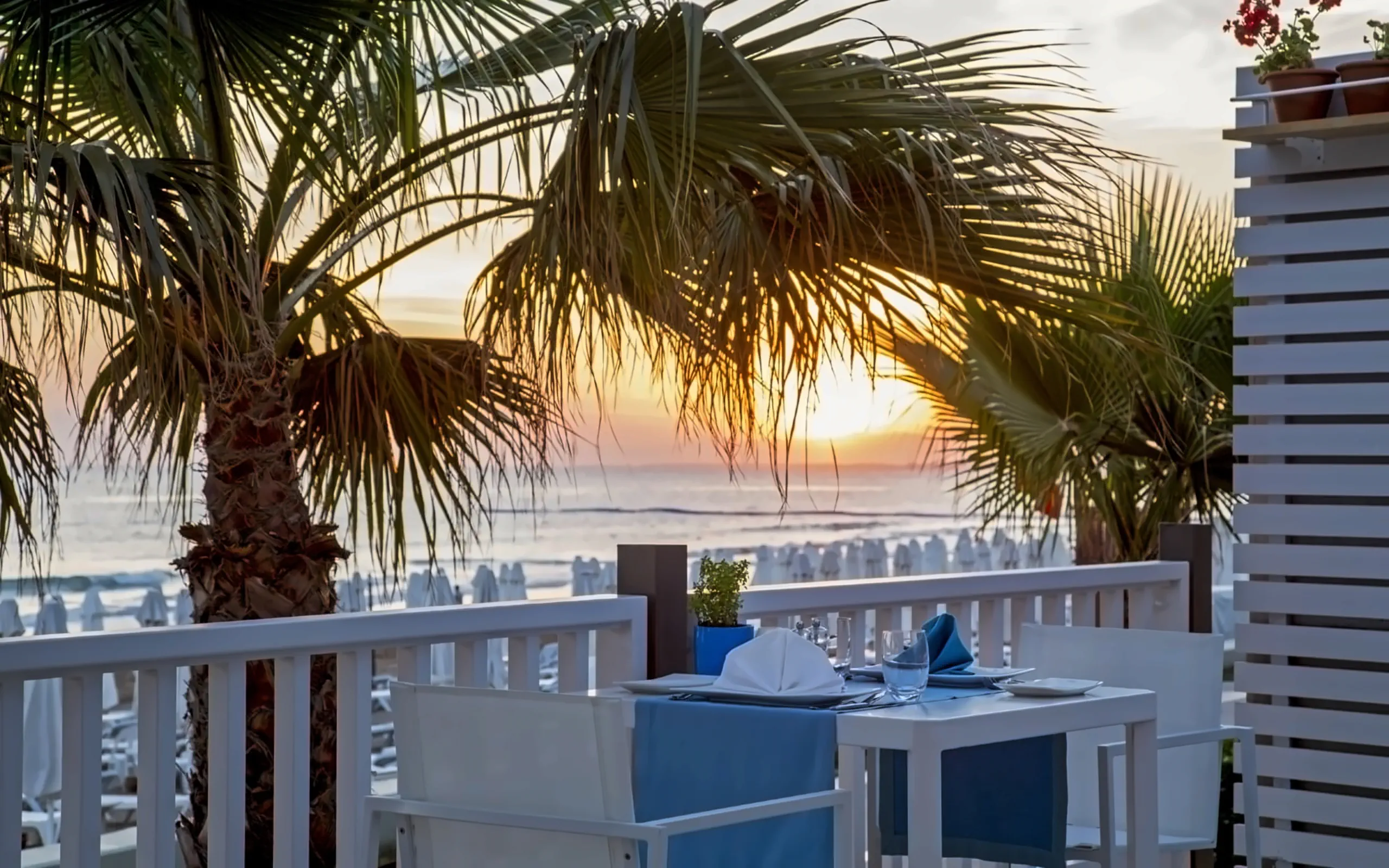 Nazwa: Acanthus Cennet Barut Collection