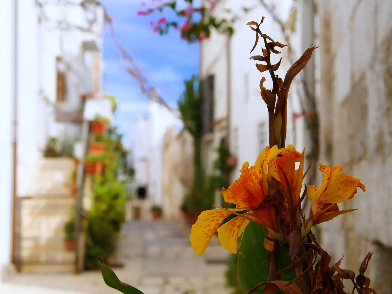 HOTEL: Wycieczka: Apulia – slonce, klify i oliwki