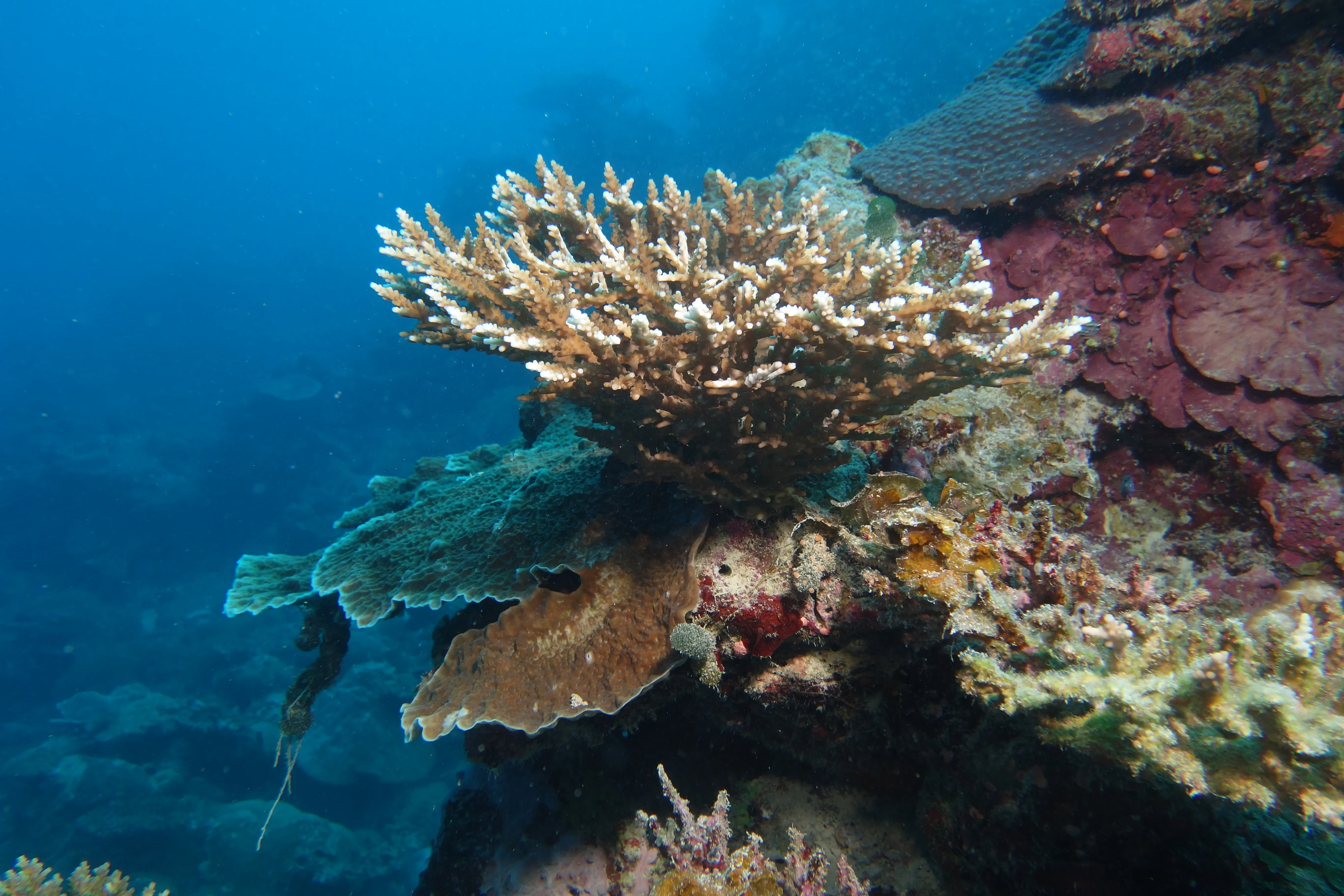 Rahaa Resort photo 3