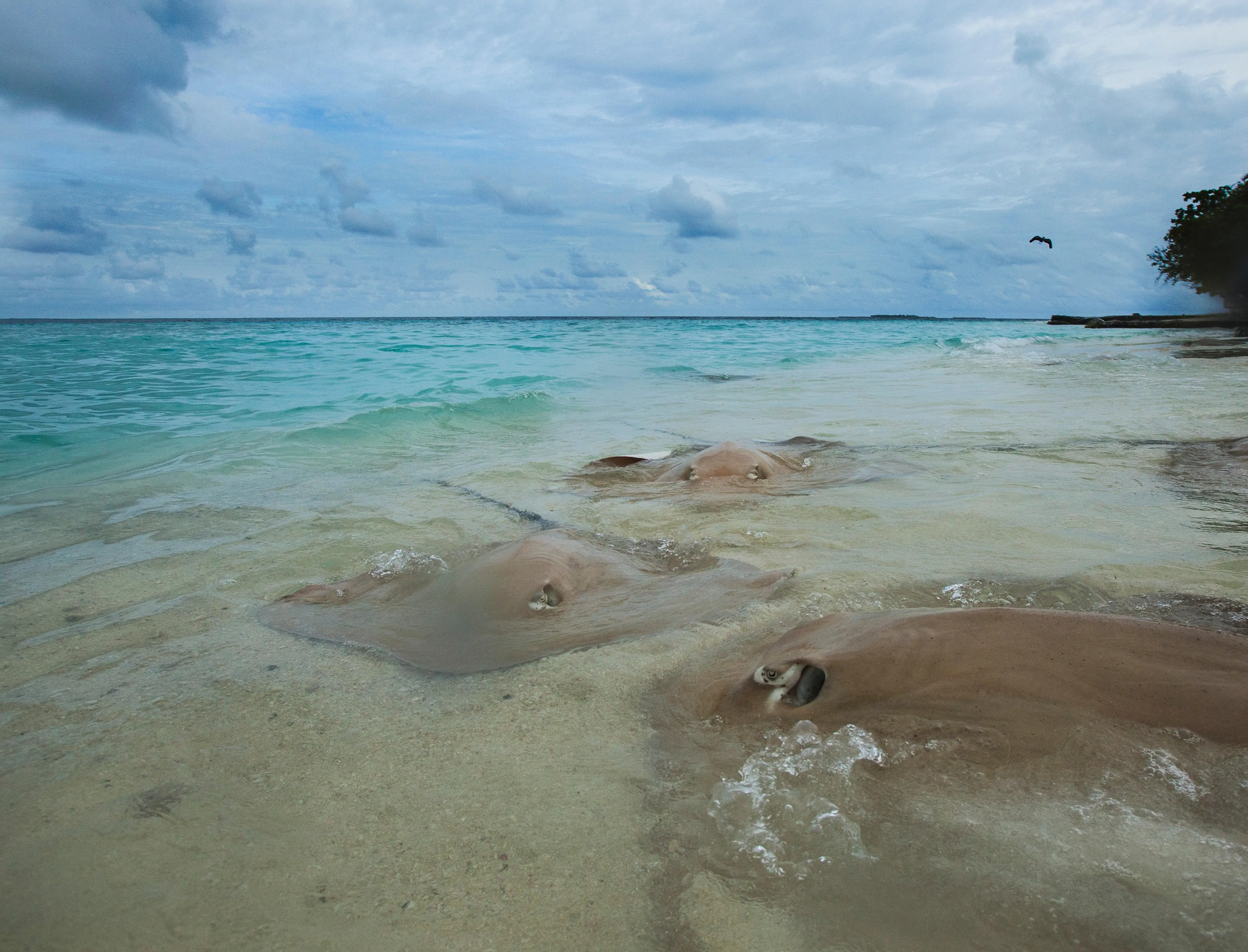 Taj Coral Reef Resort & Spa photo 2