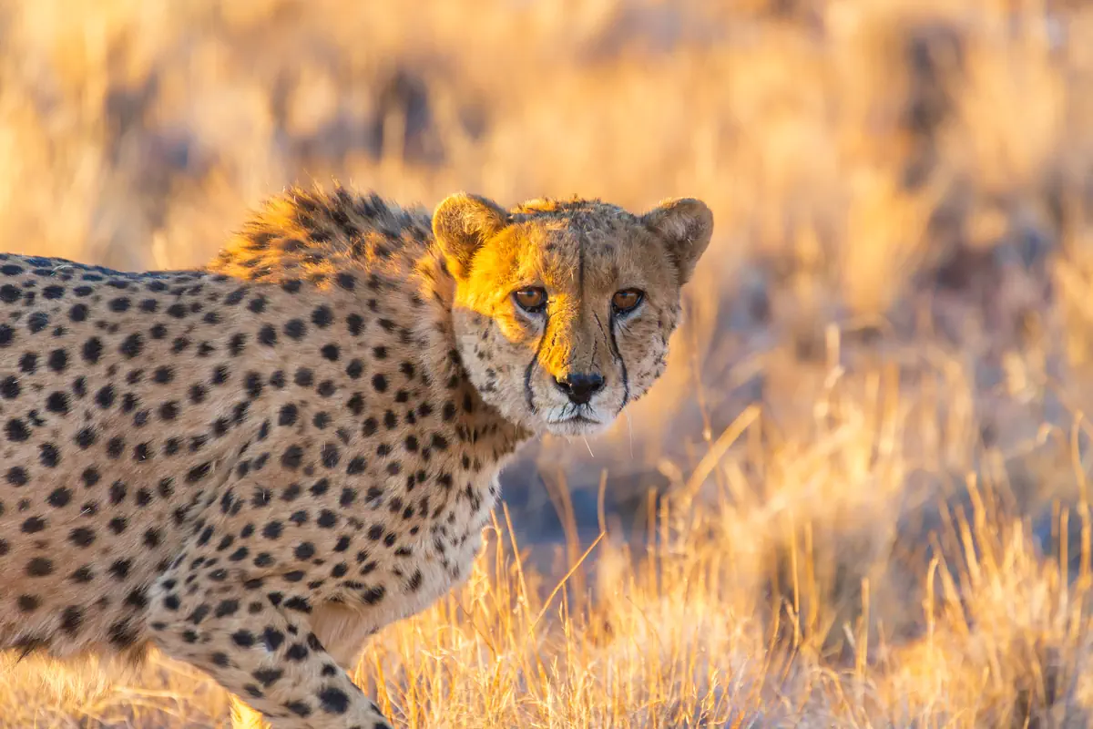 Namibia - w rytmie afrykańskiej natury - zdjęcie 8