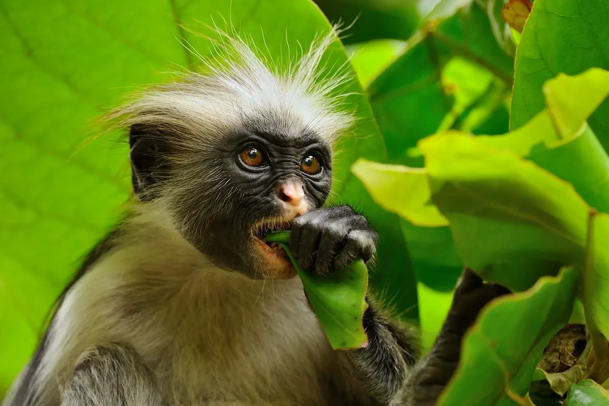 Safari i Zanzibar - zdjęcie 9