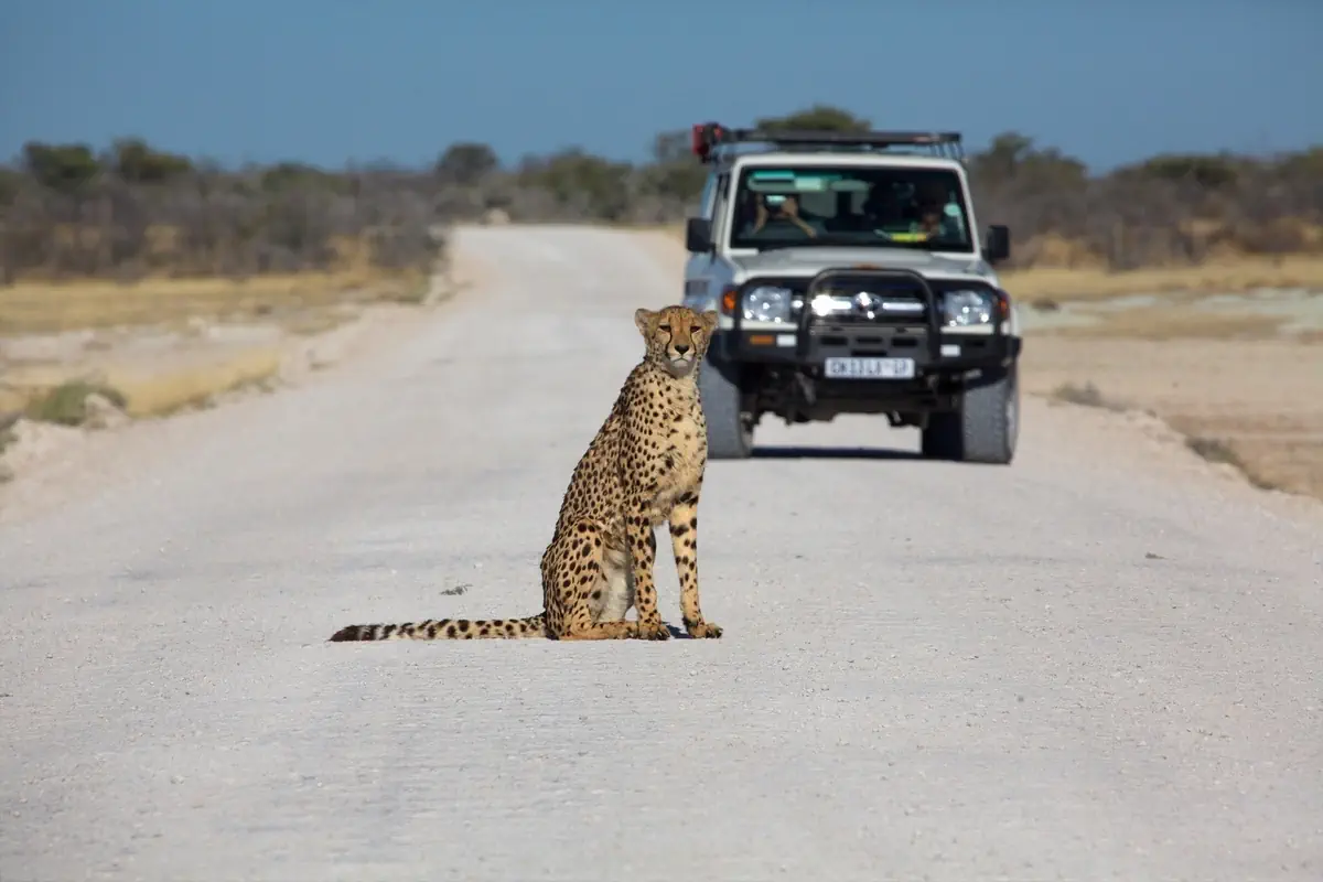 Safari i Zanzibar - zdjęcie 5