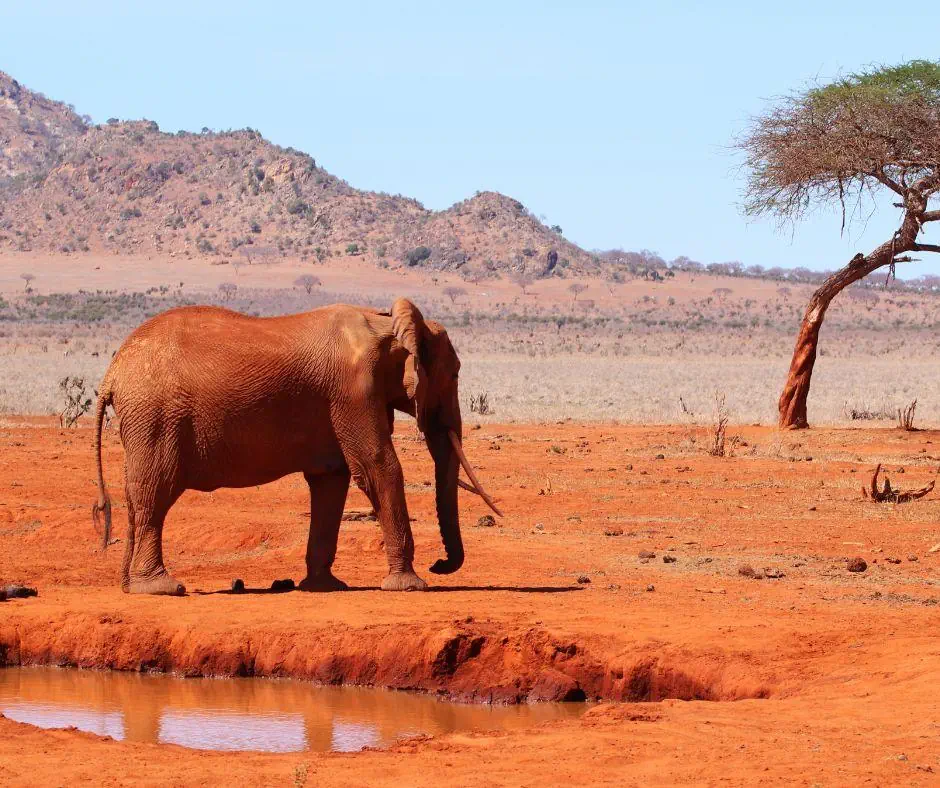 Kenia Tanzania z wypoczynkiem na Zanzibarze - zdjęcie 23