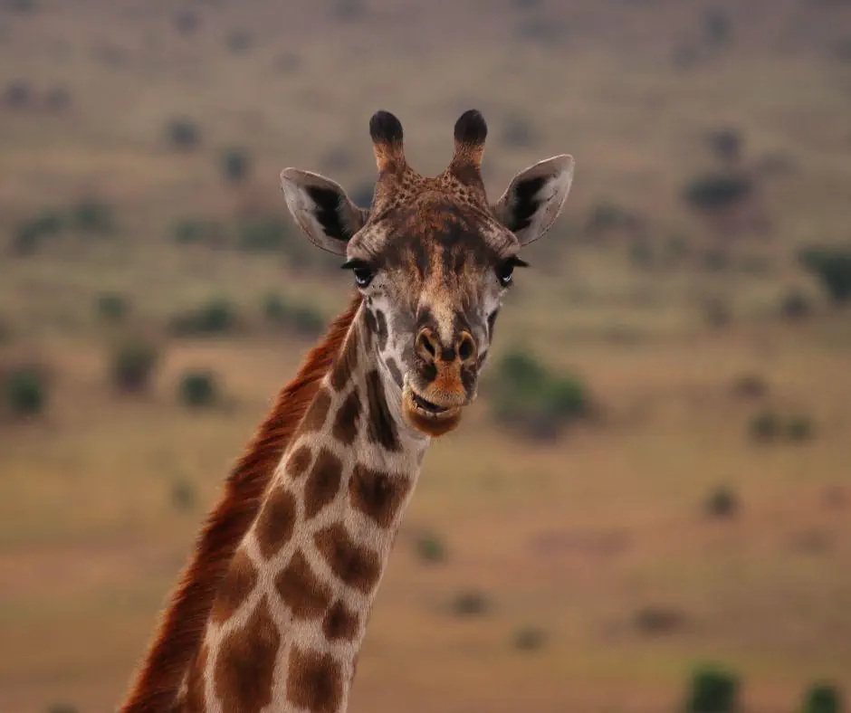 Kenia Tanzania z wypoczynkiem na Zanzibarze - zdjęcie 10