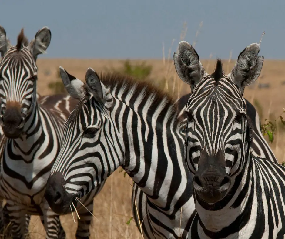 Kenia Tanzania z wypoczynkiem na Zanzibarze - zdjęcie 8
