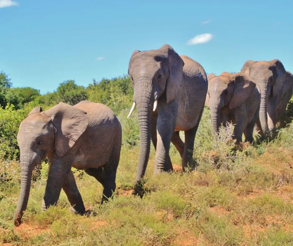 Kenia Tanzania z wypoczynkiem na Zanzibarze - zdjęcie 6