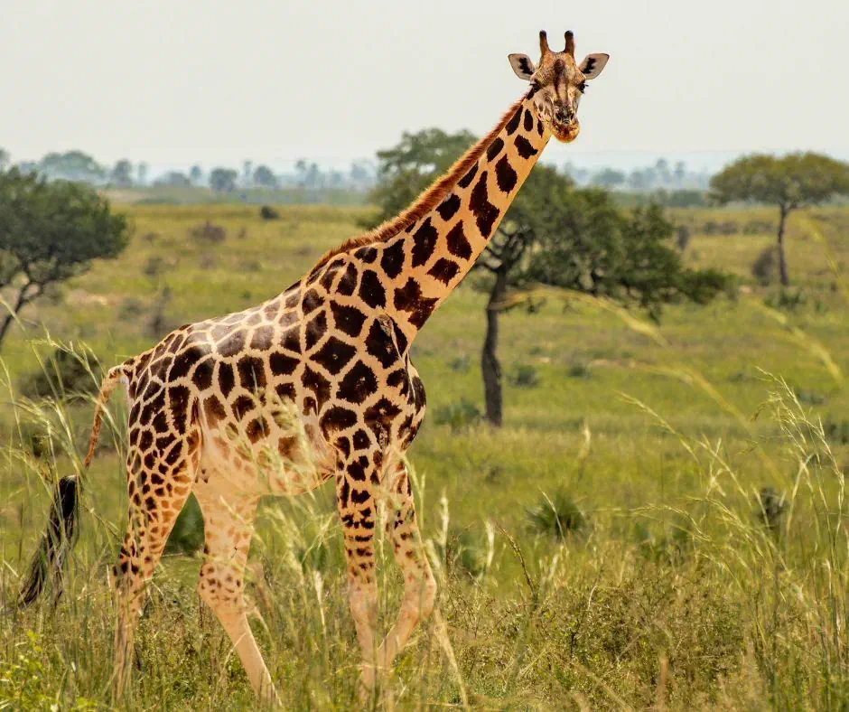 Kenia Tanzania z wypoczynkiem na Zanzibarze - zdjęcie 3