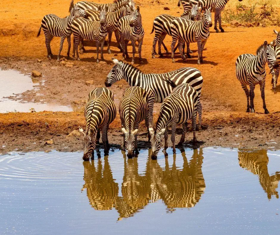 Kenia Tanzania z wypoczynkiem na Zanzibarze - zdjęcie 16
