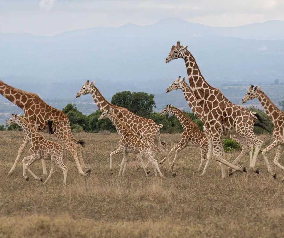 Kenia Tanzania z wypoczynkiem na Zanzibarze - zdjęcie 26