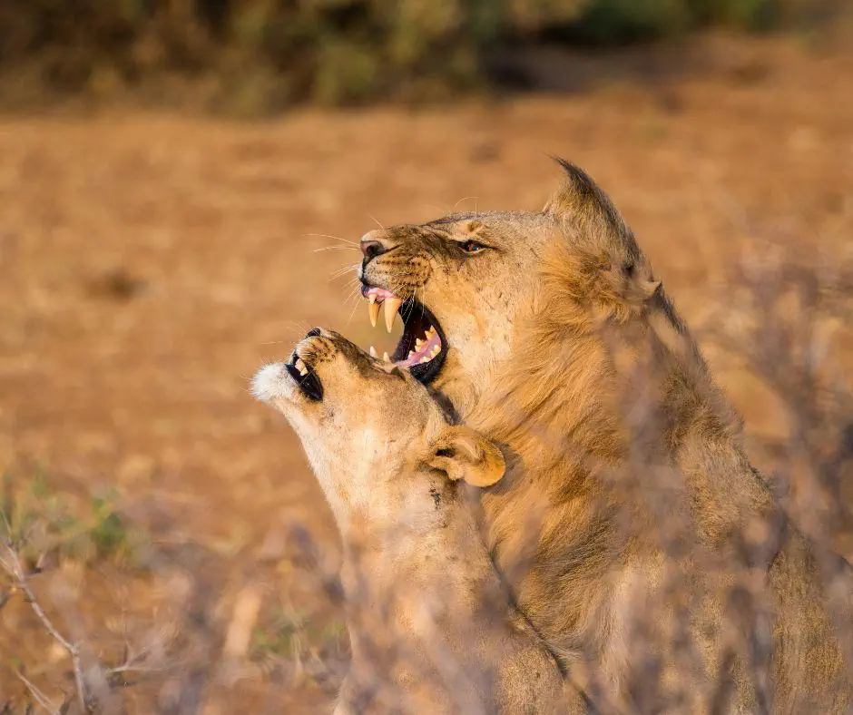 Kenia Tanzania z wypoczynkiem na Zanzibarze - zdjęcie 5