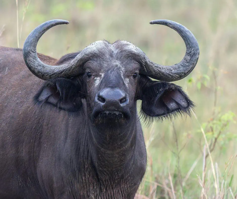 Kenia Tanzania z wypoczynkiem na Zanzibarze - zdjęcie 11