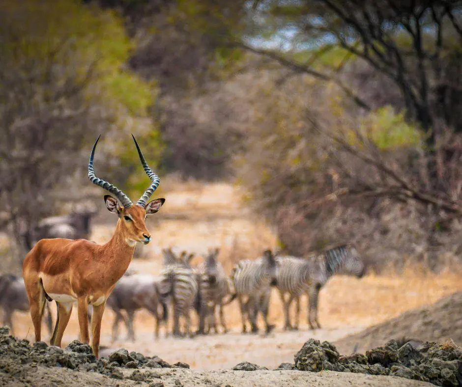 Kenia Tanzania z wypoczynkiem na Zanzibarze - zdjęcie 25