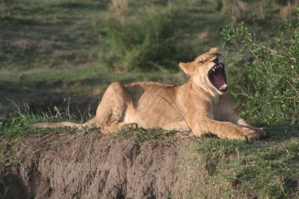 Kenia Tanzania z wypoczynkiem na Zanzibarze - zdjęcie 5