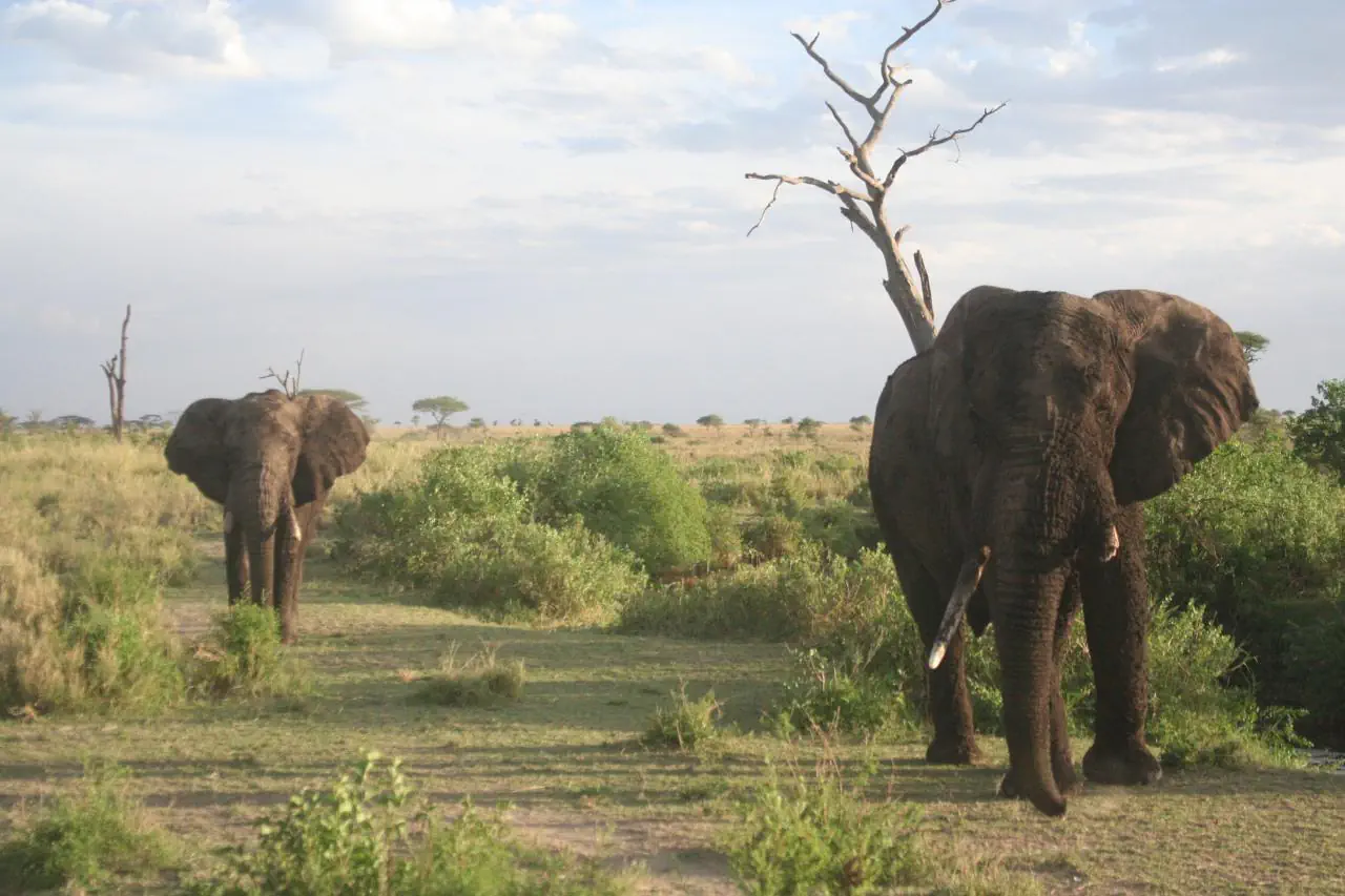 Kenia Tanzania z wypoczynkiem na Zanzibarze - zdjęcie 6