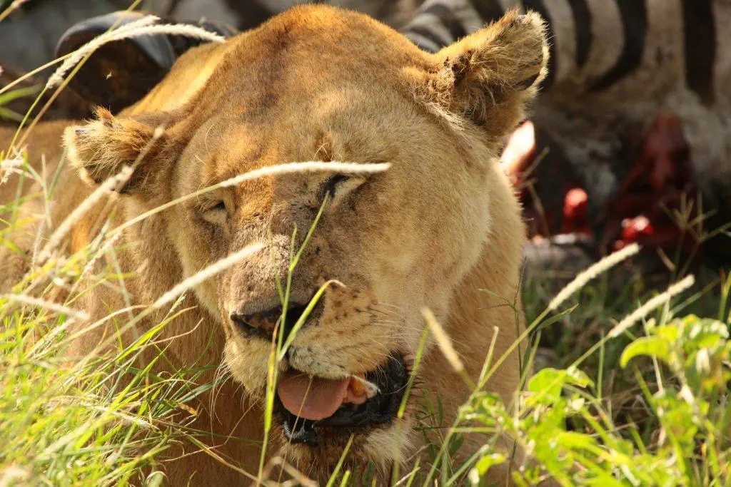 Kenia Tanzania z wypoczynkiem na Zanzibarze - zdjęcie 4