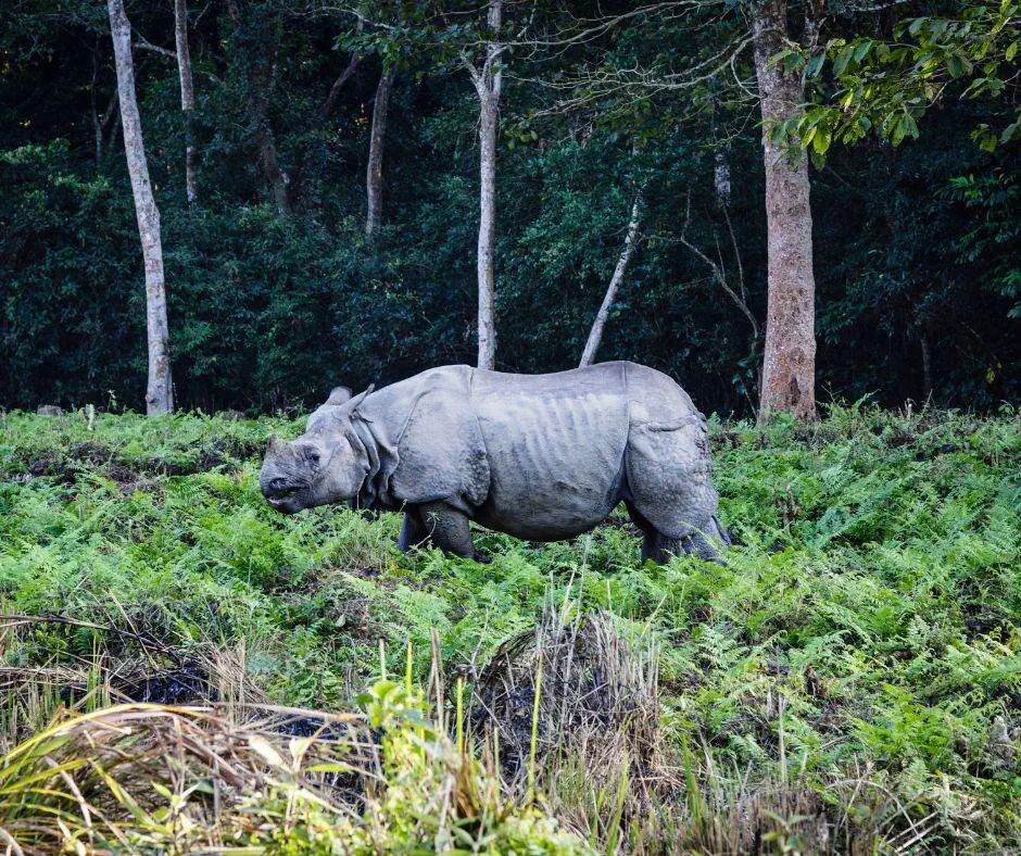Nepal - Bhutan - Bangladesz - zdjęcie 10
