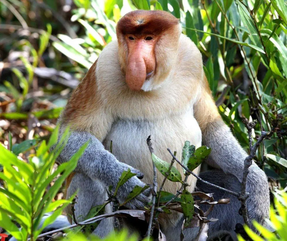 Brunei - Borneo ( Malezja) - Filipiny - zdjęcie 3