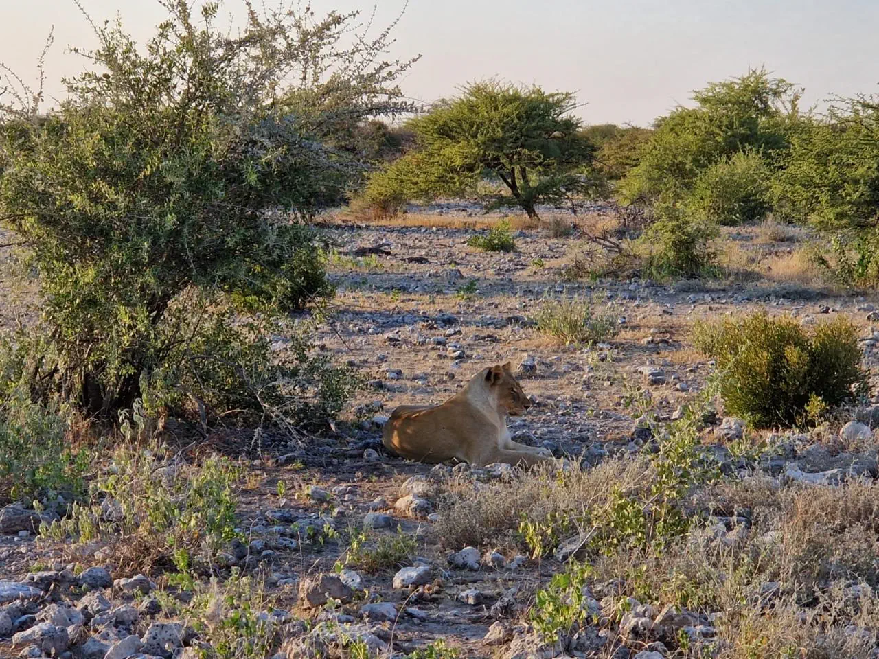 Namibia - Botswana - Zimbabwe - Zambia - zdjęcie 12