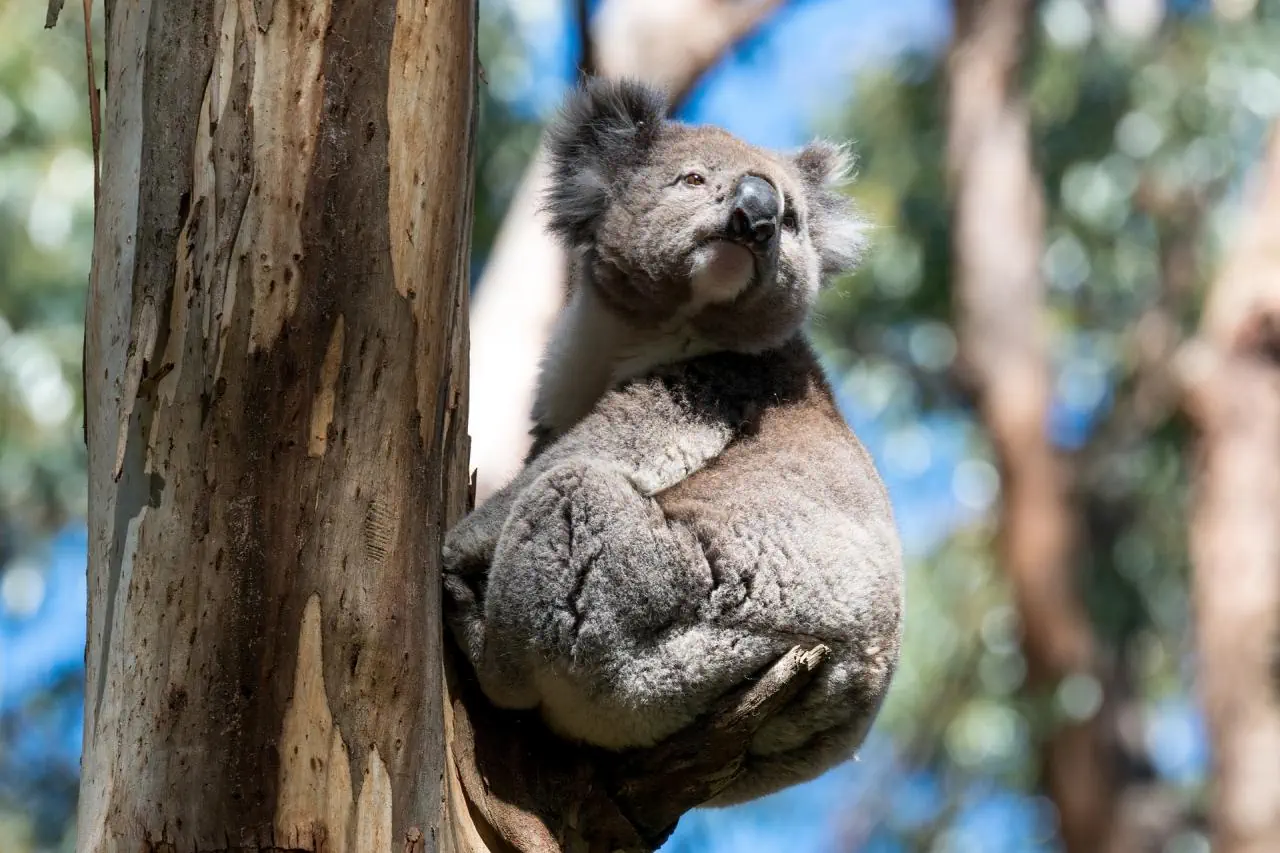 Australia I Tasmania - zdjęcie 8
