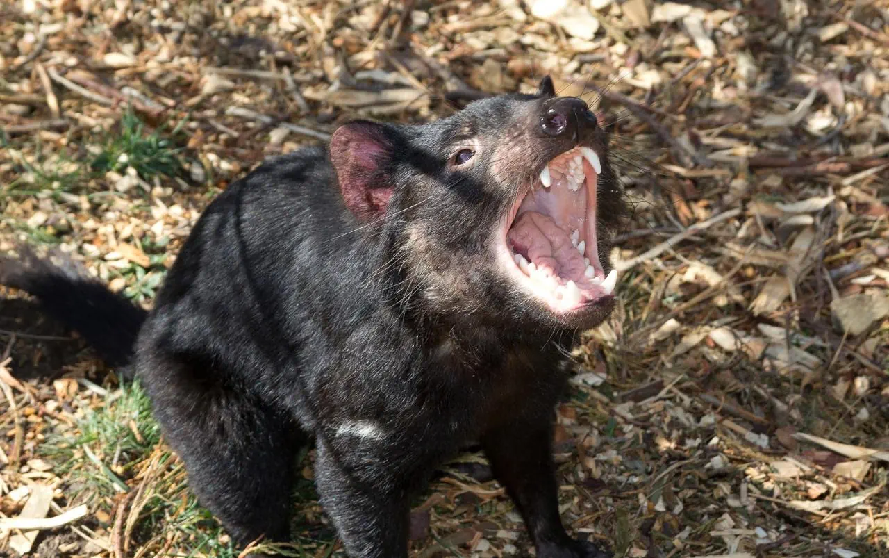 Australia I Tasmania - zdjęcie 9