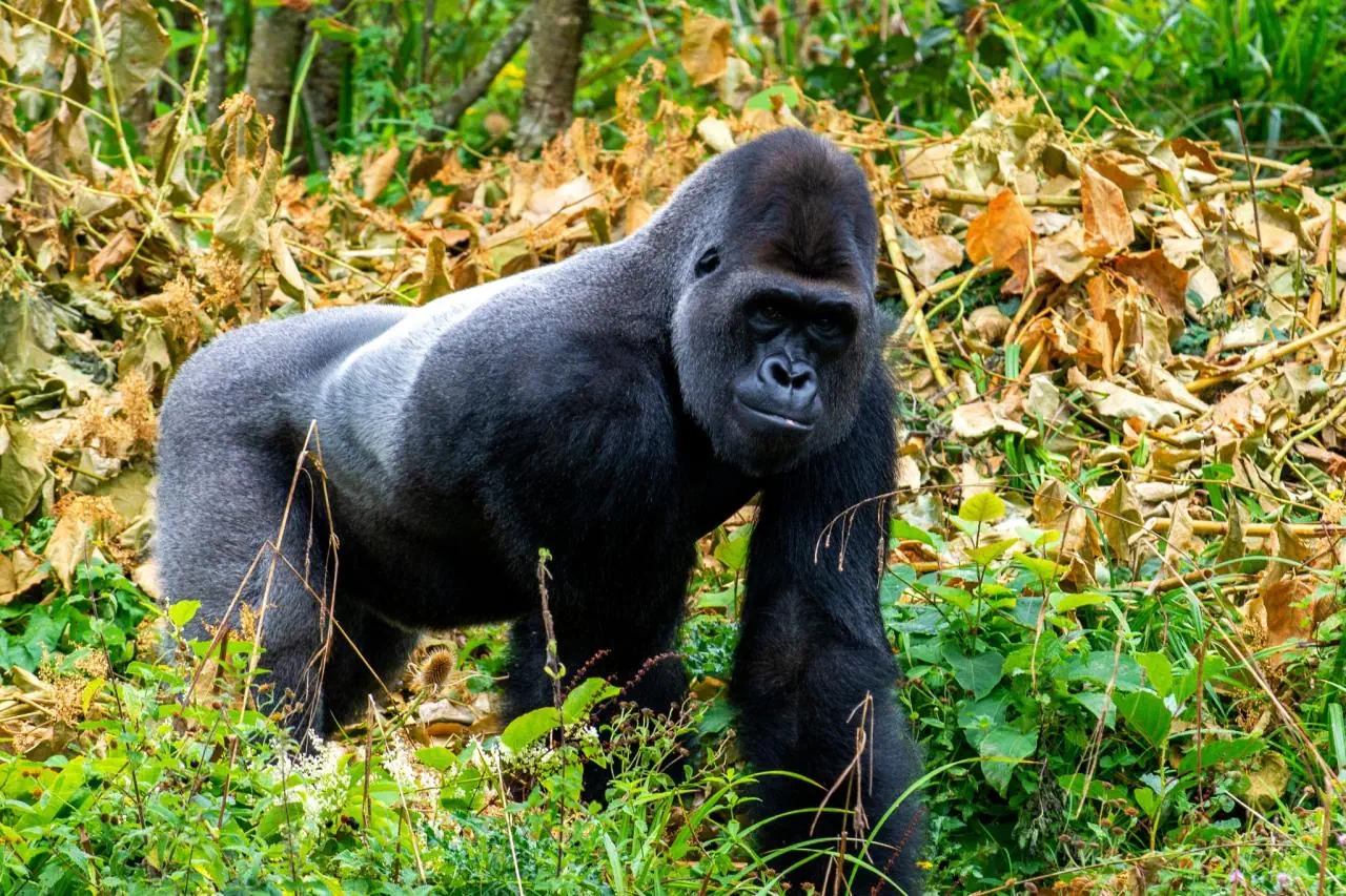 Uganda Rwanda Burundi - zdjęcie 3
