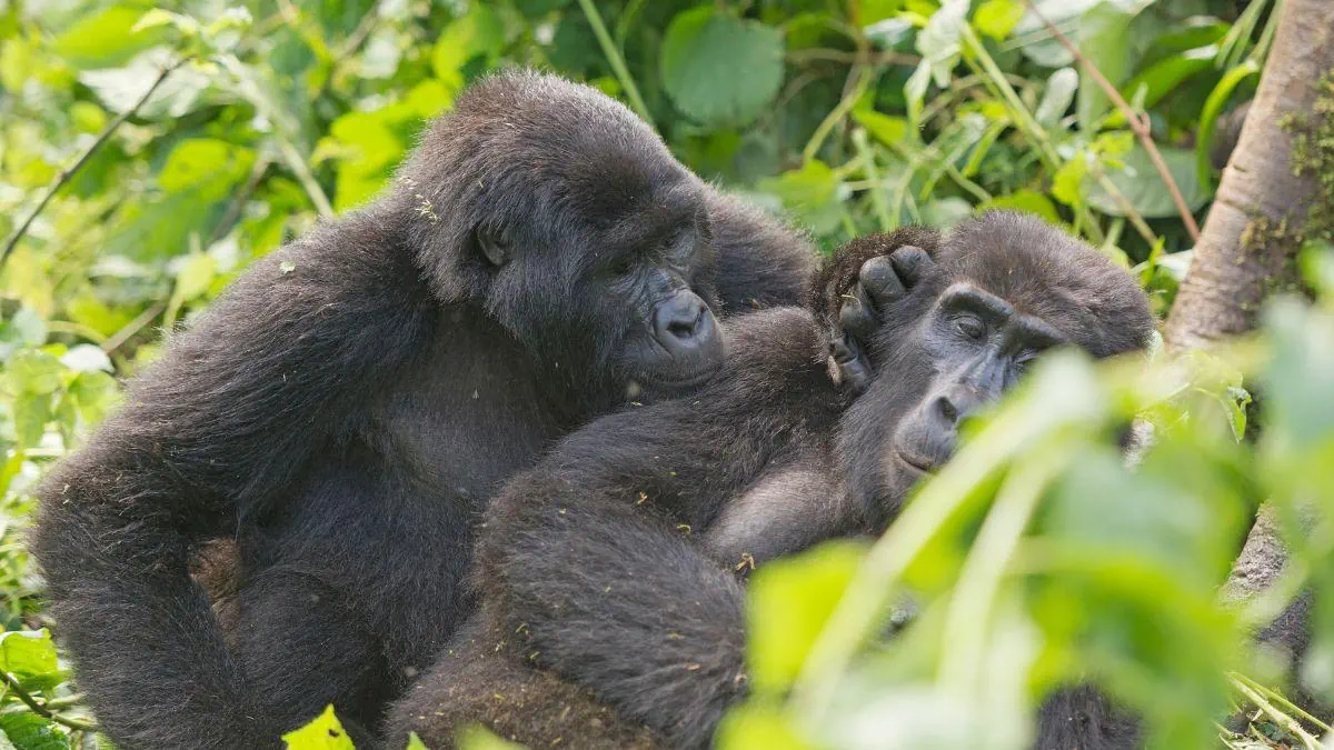 Uganda Rwanda Burundi - zdjęcie 5