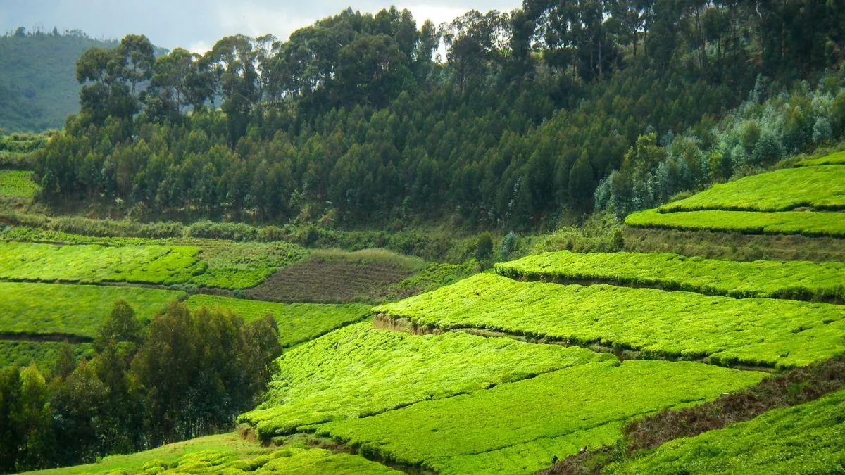 Uganda Rwanda Burundi - zdjęcie 7