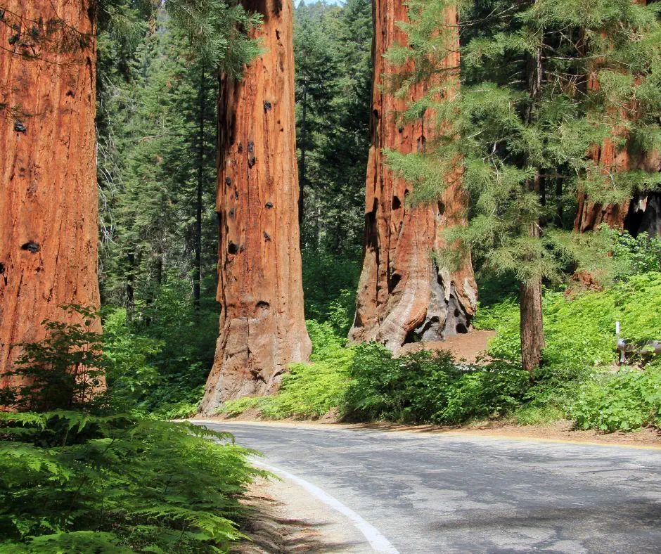 USA - Kalifornia i Hawaje - zdjęcie 14
