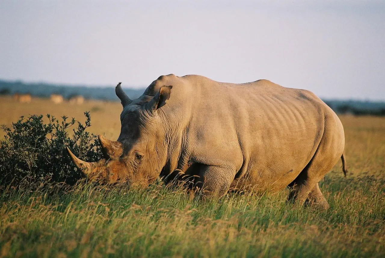 BOTSWANA