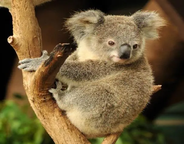 Australia - Nowa Zelandia - Samoa - Fidżi - zdjęcie 8