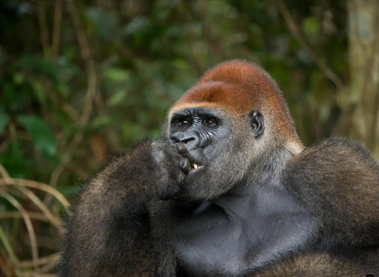 Kamerun - Republika Środkowej Afryki - Kongo - zdjęcie 9