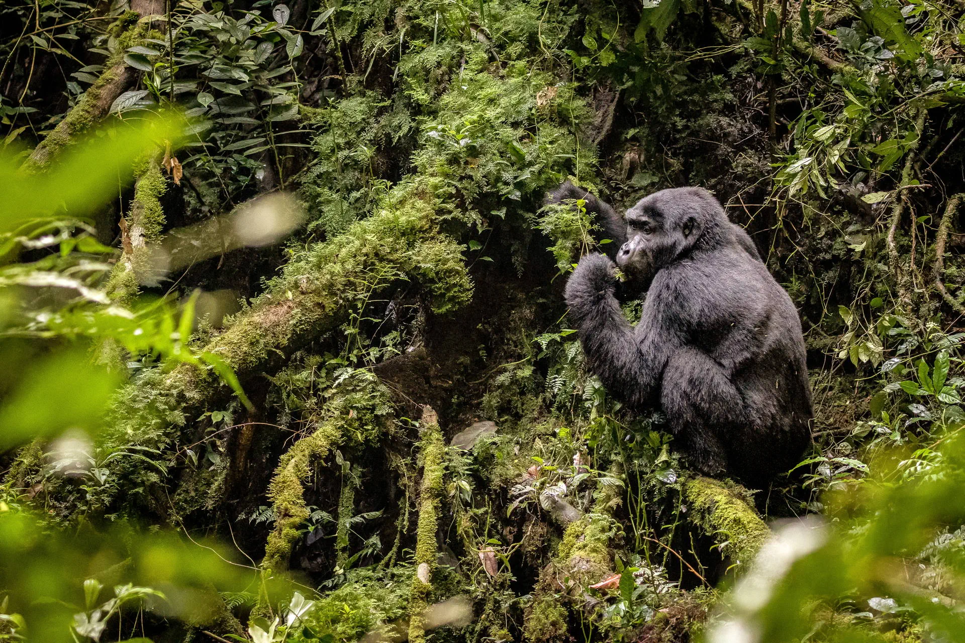 Uganda - Tropem Goryli - zdjęcie 2
