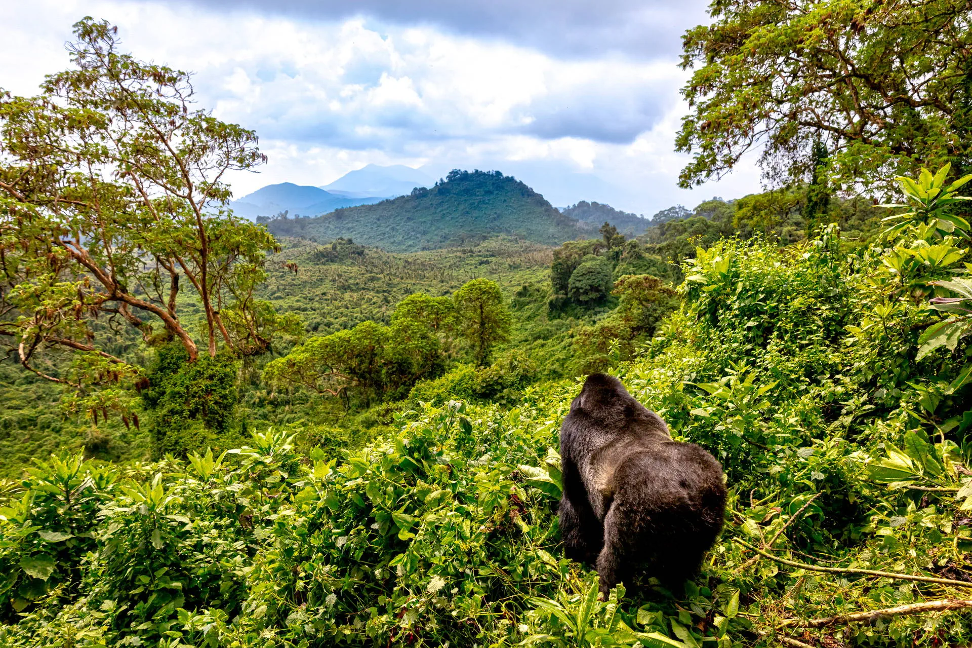 Uganda - Tropem Goryli - zdjęcie 20