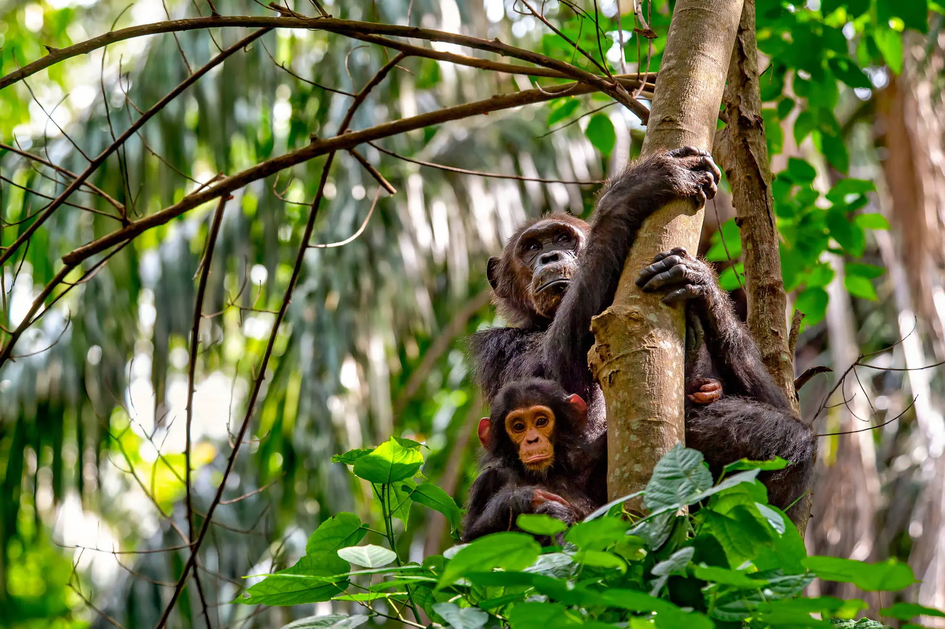 Uganda - Tropem Goryli - zdjęcie 12