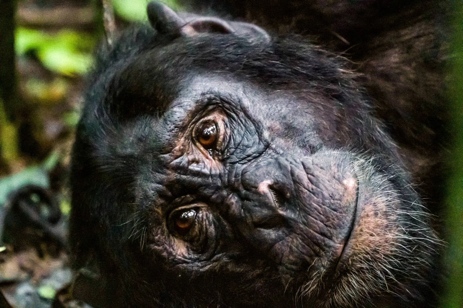Uganda - Tropem Goryli - zdjęcie 28