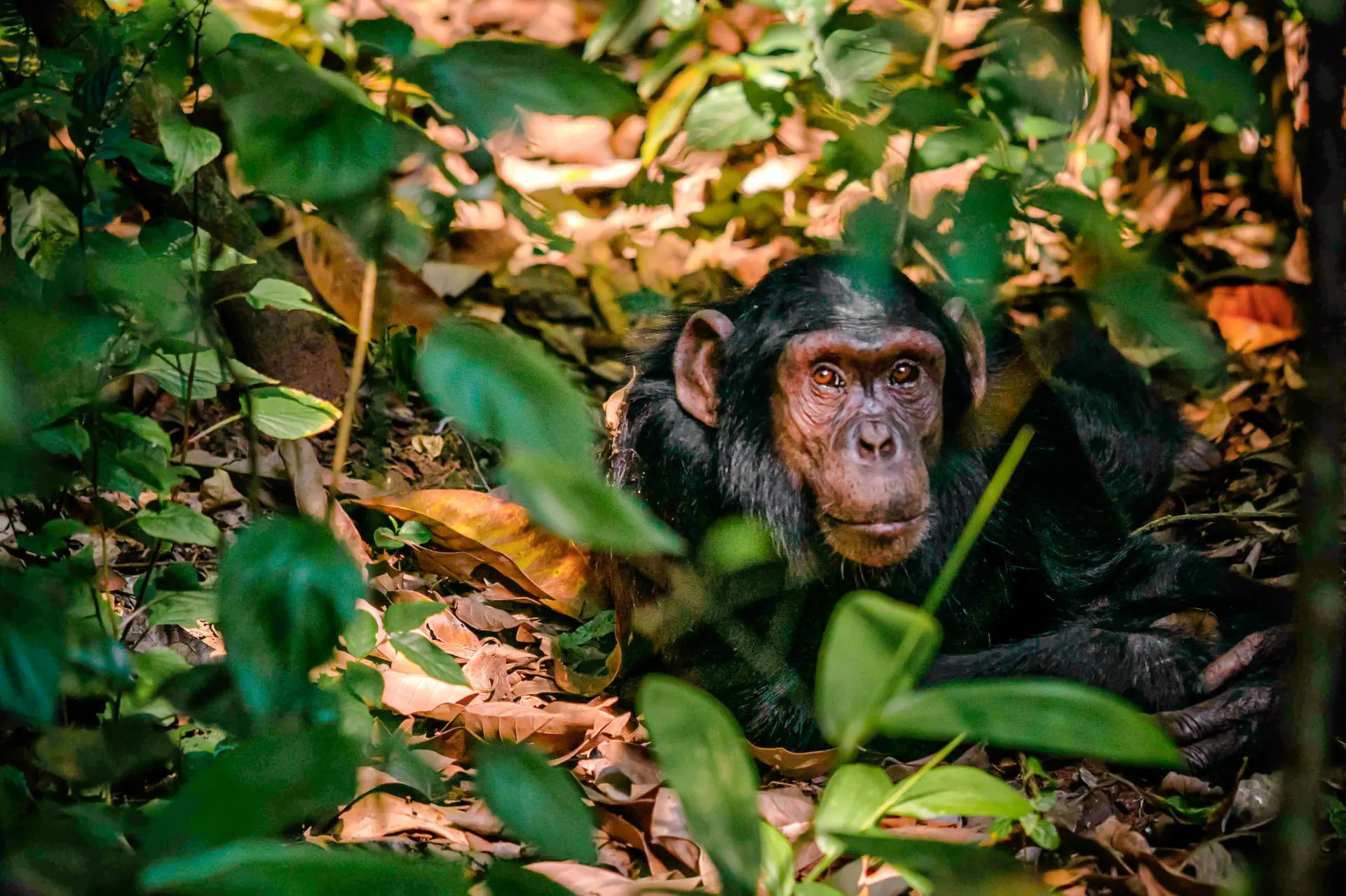 Uganda - Tropem Goryli - zdjęcie 17