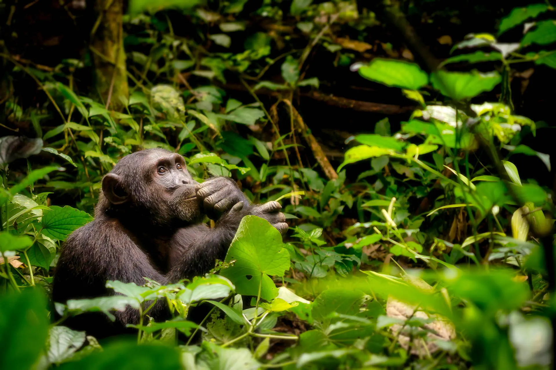 Uganda - Tropem Goryli - zdjęcie 6