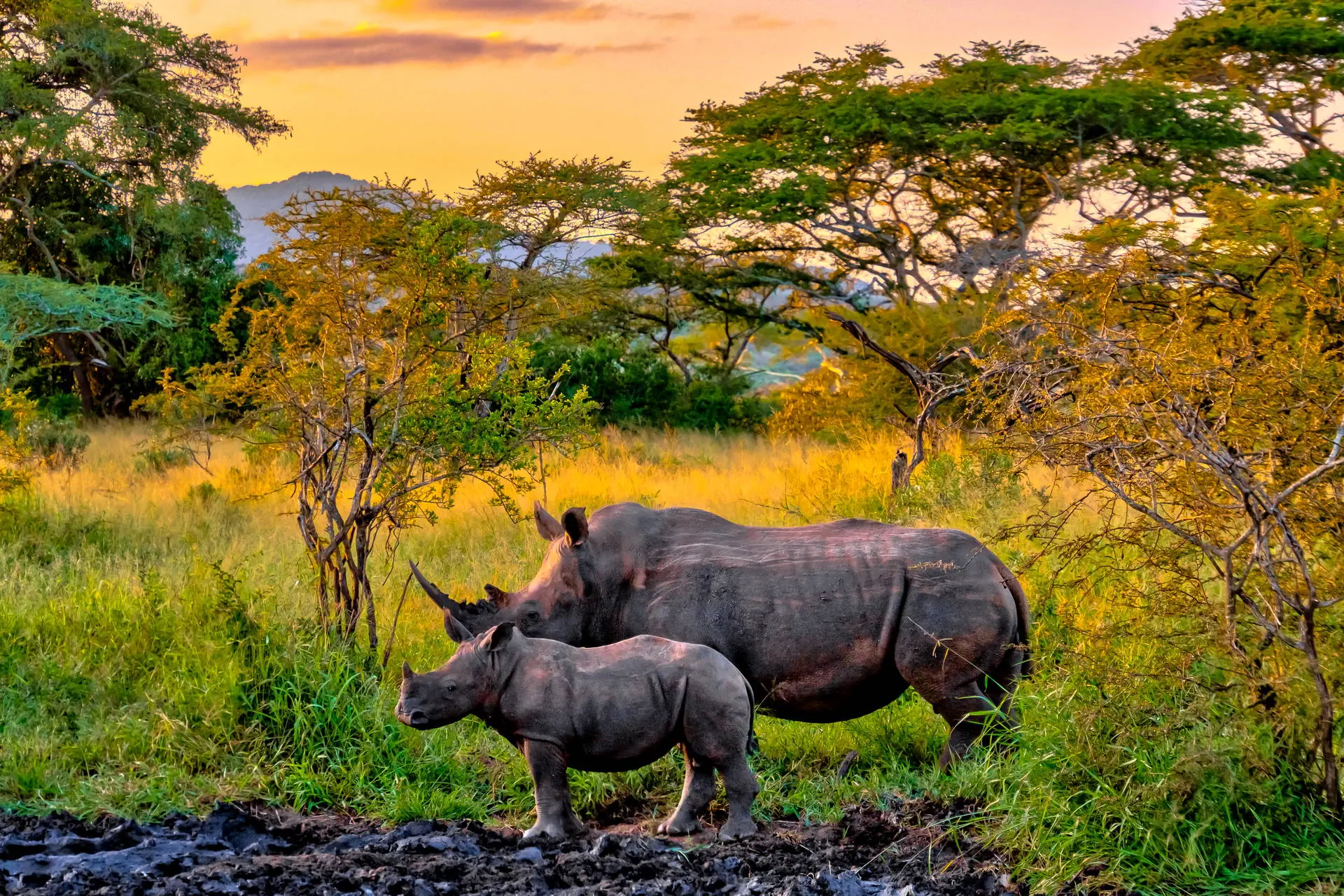 Uganda - Tropem Goryli - zdjęcie 18