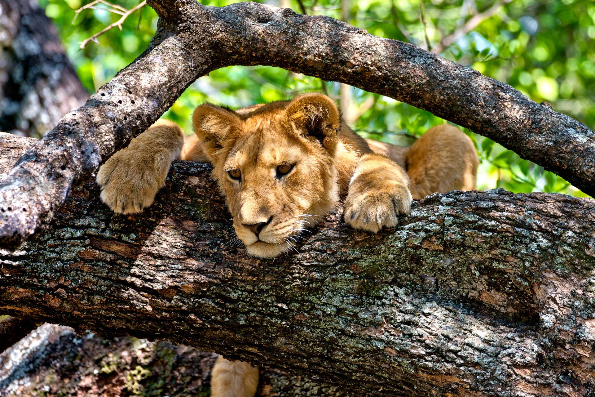 Uganda - Tropem Goryli - zdjęcie 23