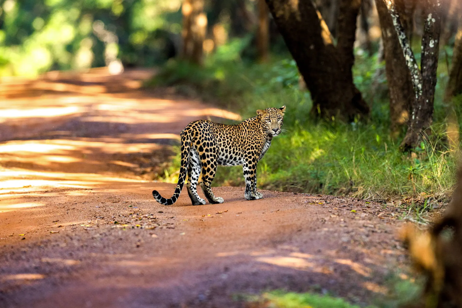 Sri Lanka - Sekrety Wschodniego Wybrzeża - zdjęcie 13