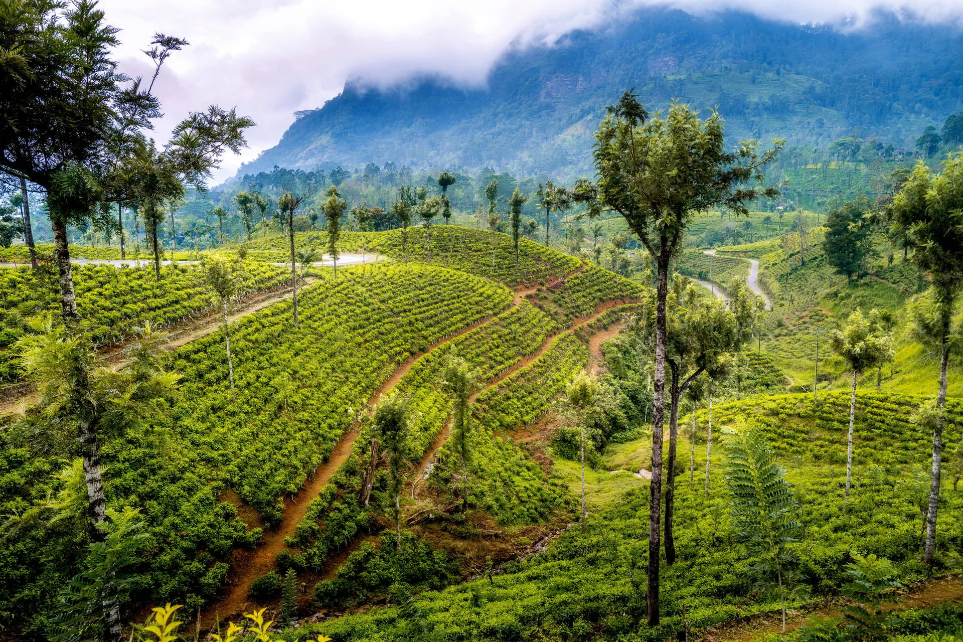 Sri Lanka - Sekrety Wschodniego Wybrzeża - zdjęcie 30