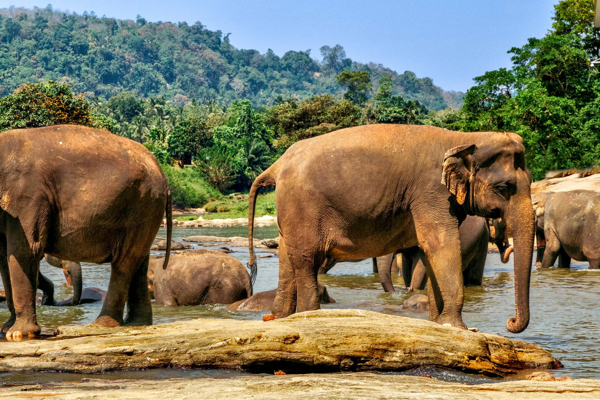 Sri Lanka - Sekrety Wschodniego Wybrzeża - zdjęcie 25