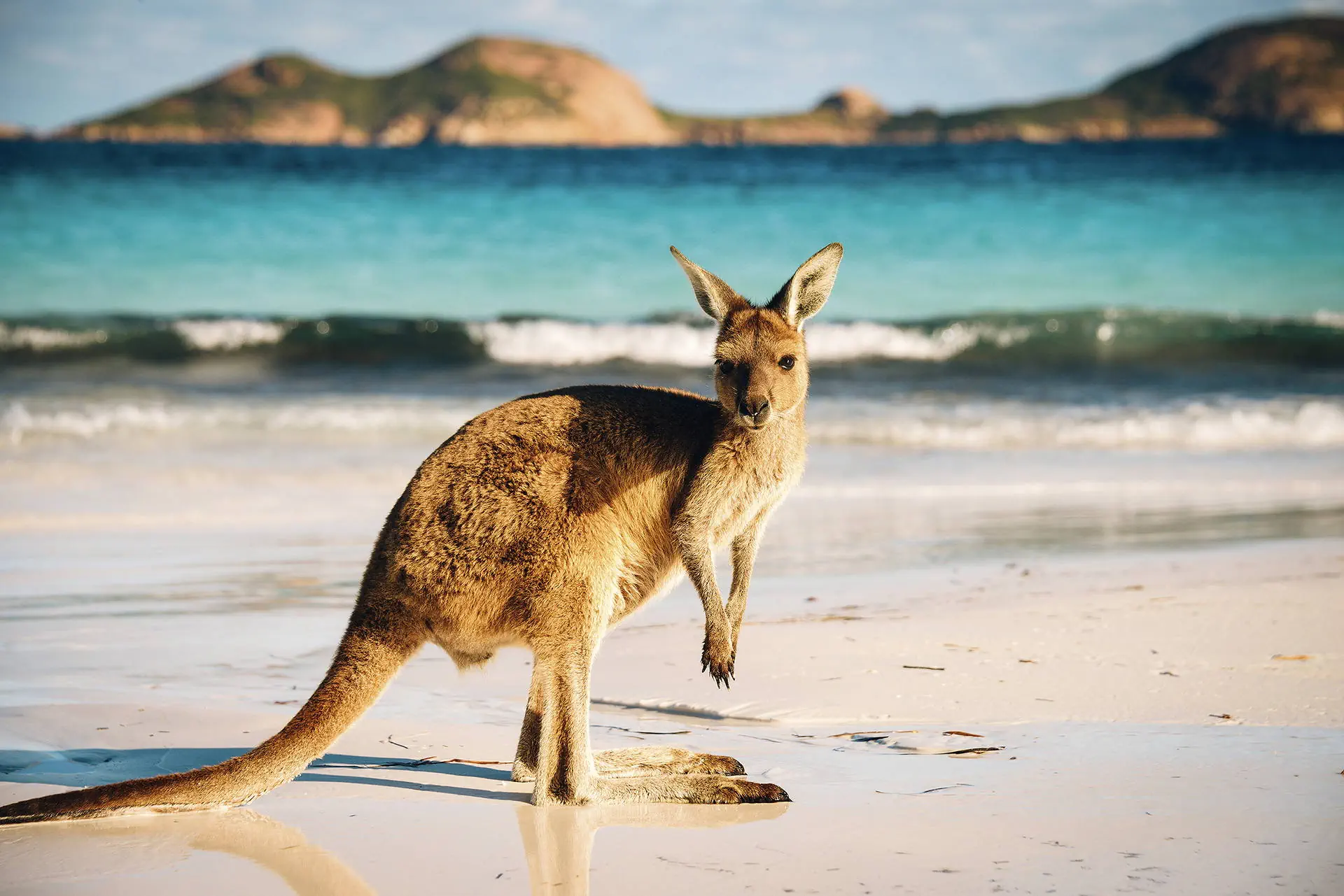 Australia i Nowa Zelandia - Po drugiej stronie Zie - zdjęcie 22