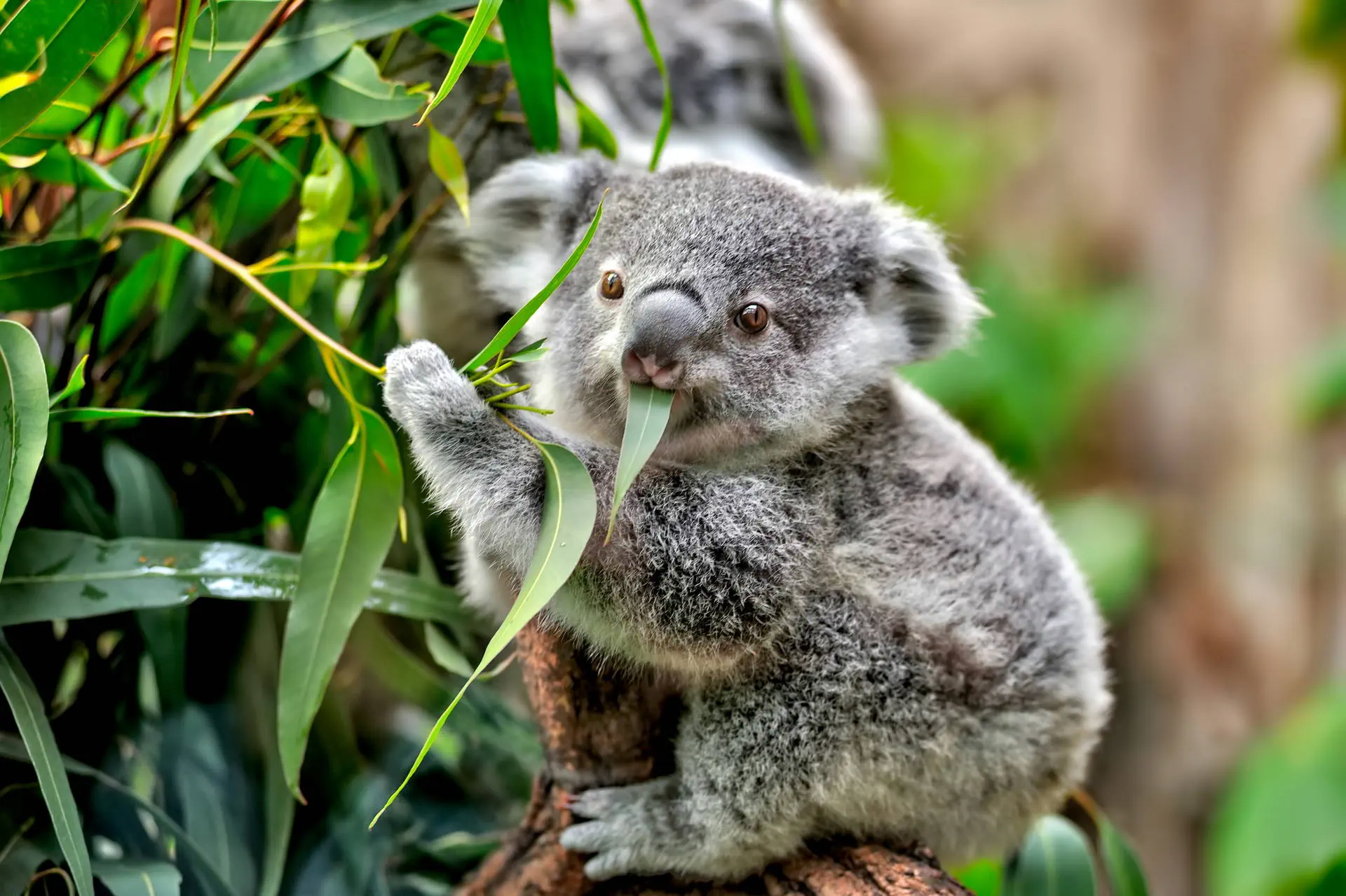 Australia i Nowa Zelandia - Po drugiej stronie Zie - zdjęcie 2
