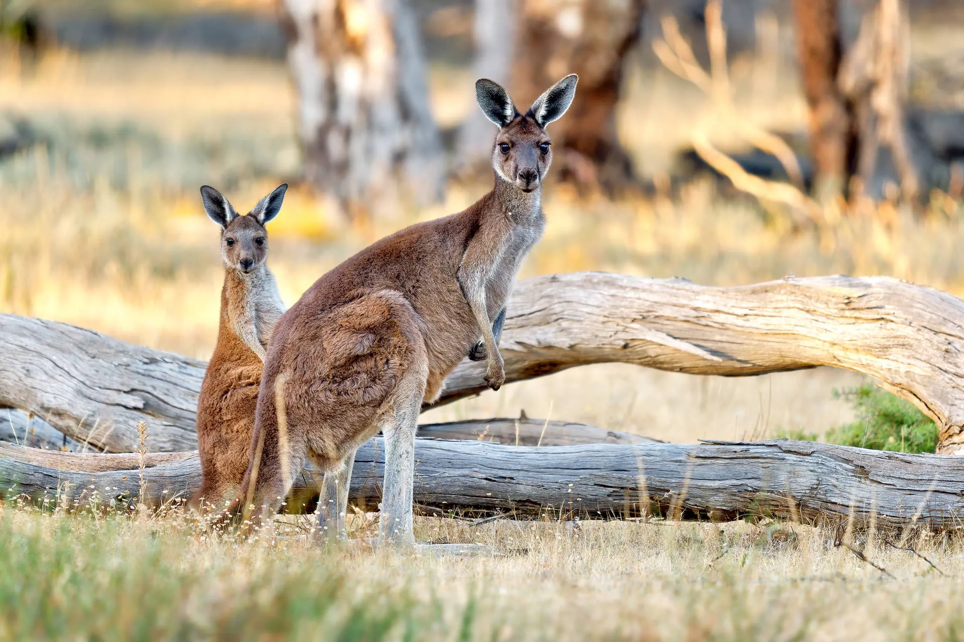 Australia i Nowa Zelandia - Po drugiej stronie Zie - zdjęcie 7