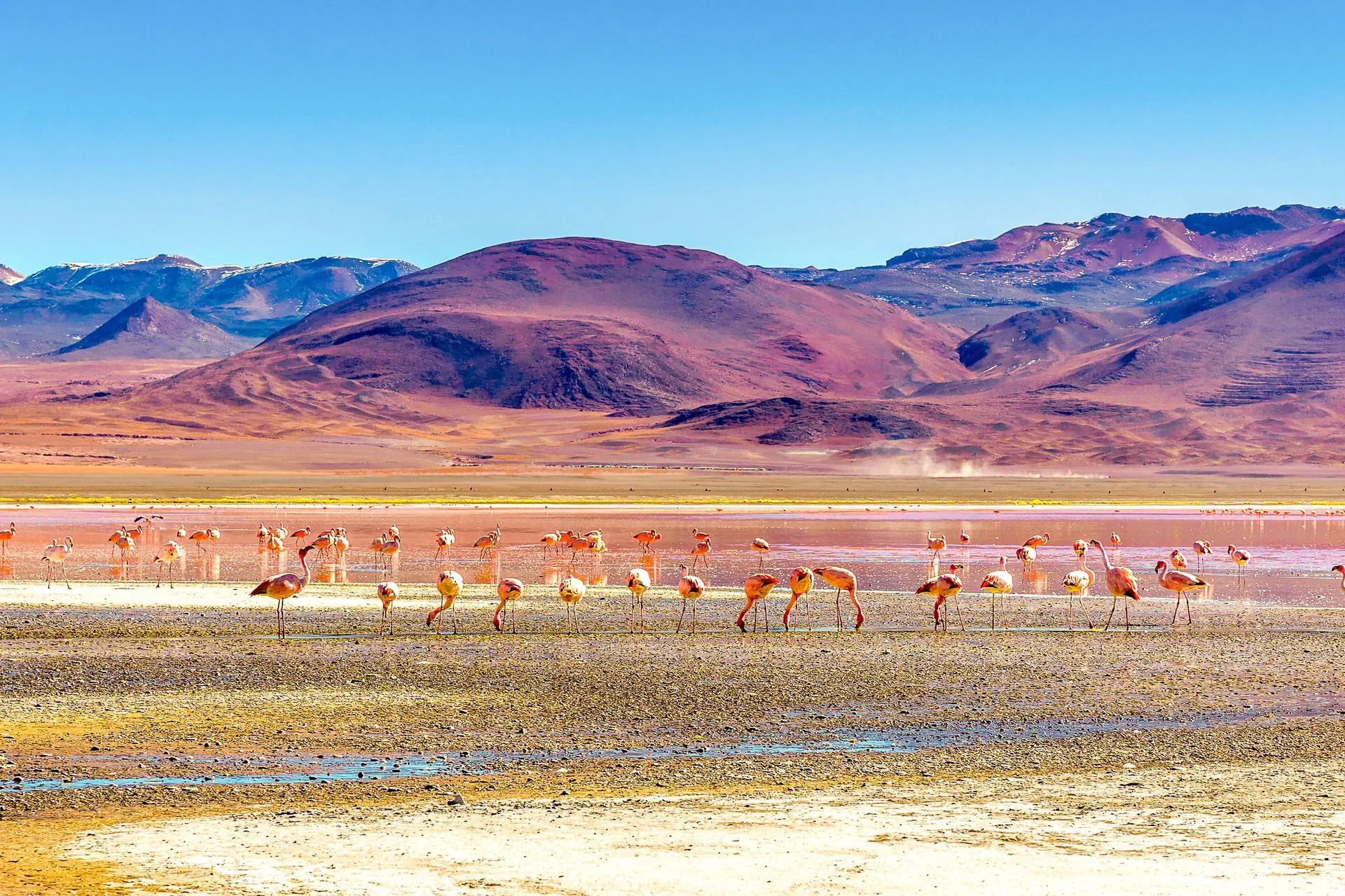 Na szlaku piękna - Chile, Boliwia, Peru - zdjęcie 30