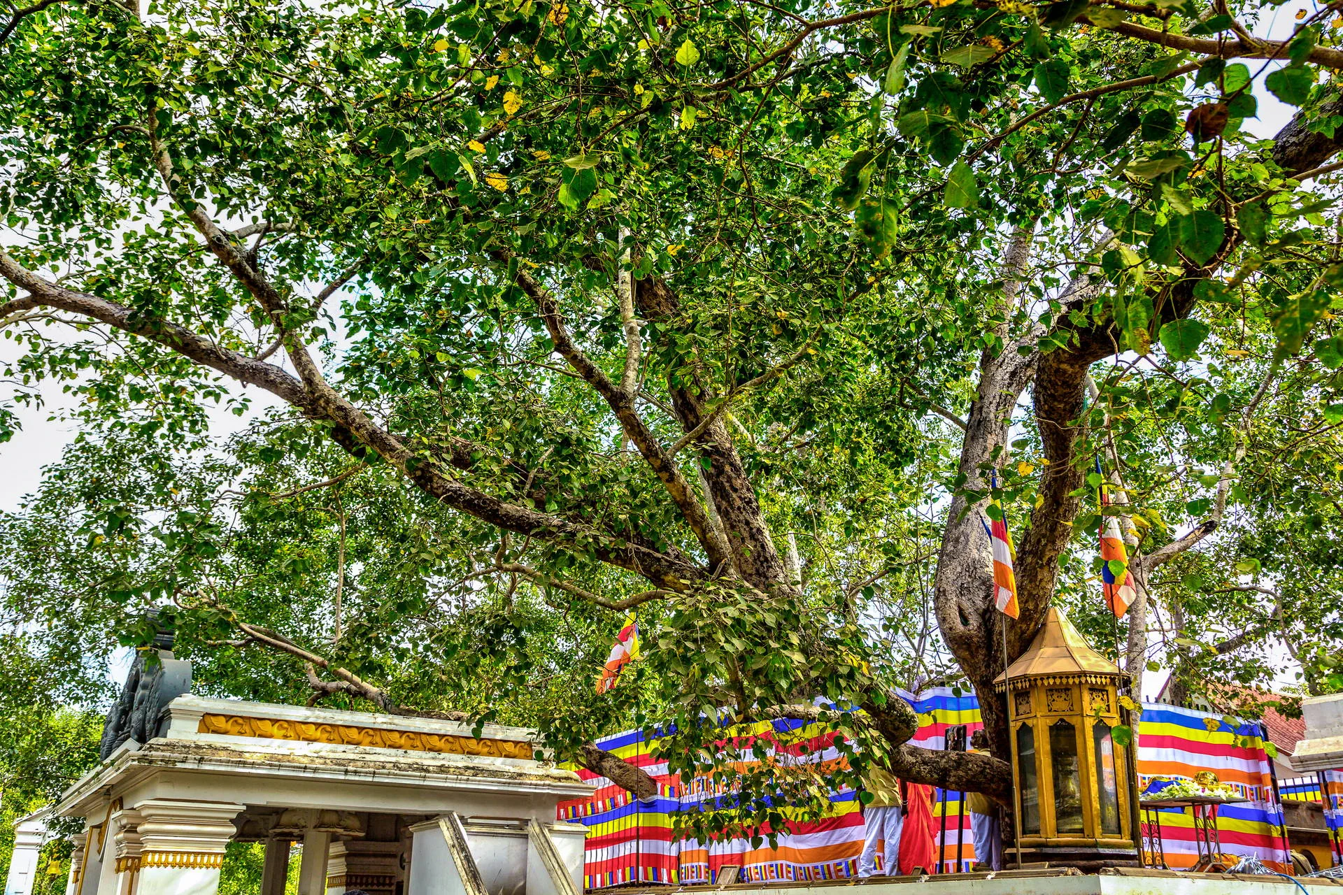 Sri Lanka - Łza z policzka Indii - zdjęcie 26