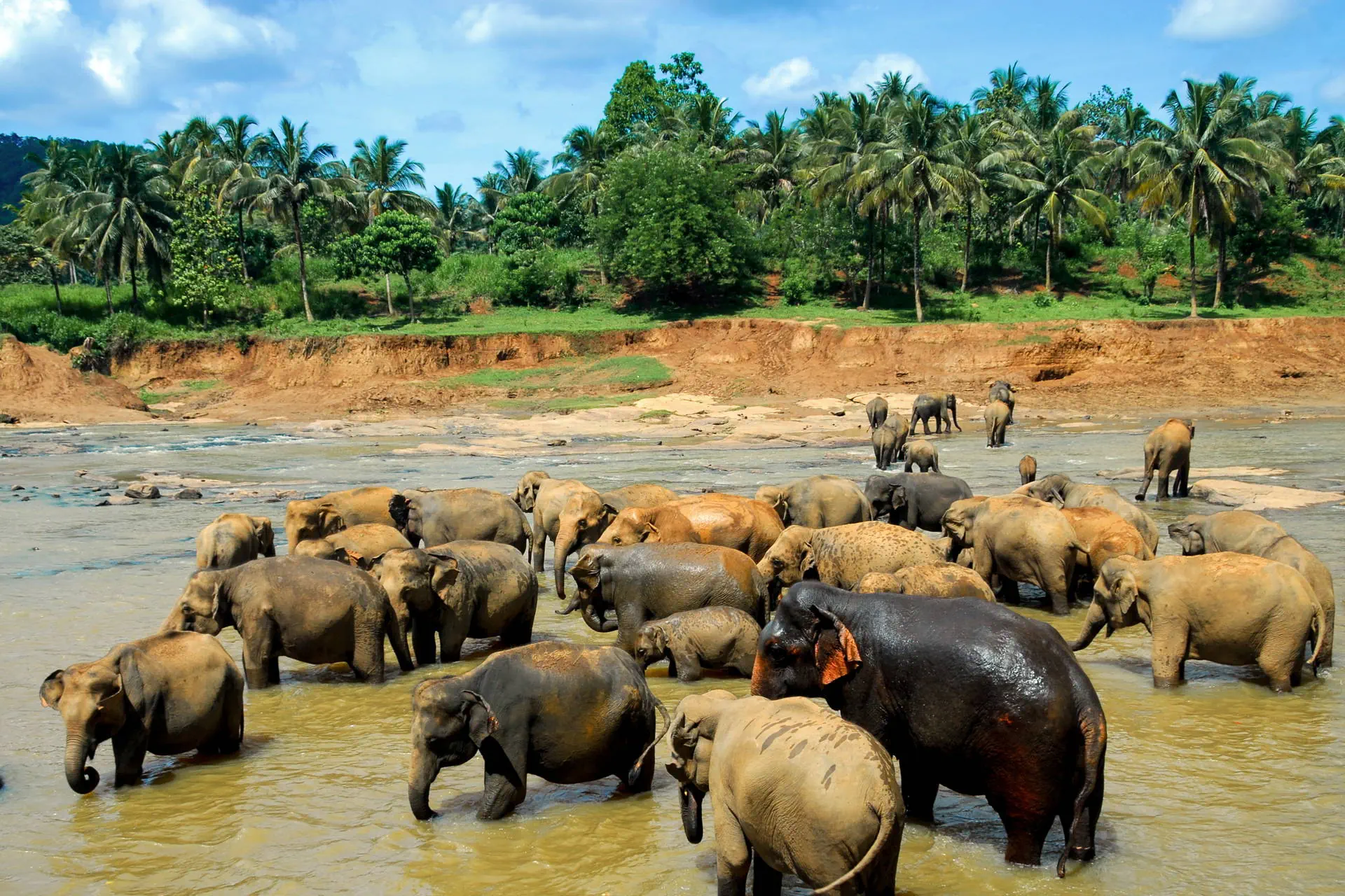 Sri Lanka - Łza z policzka Indii - zdjęcie 11