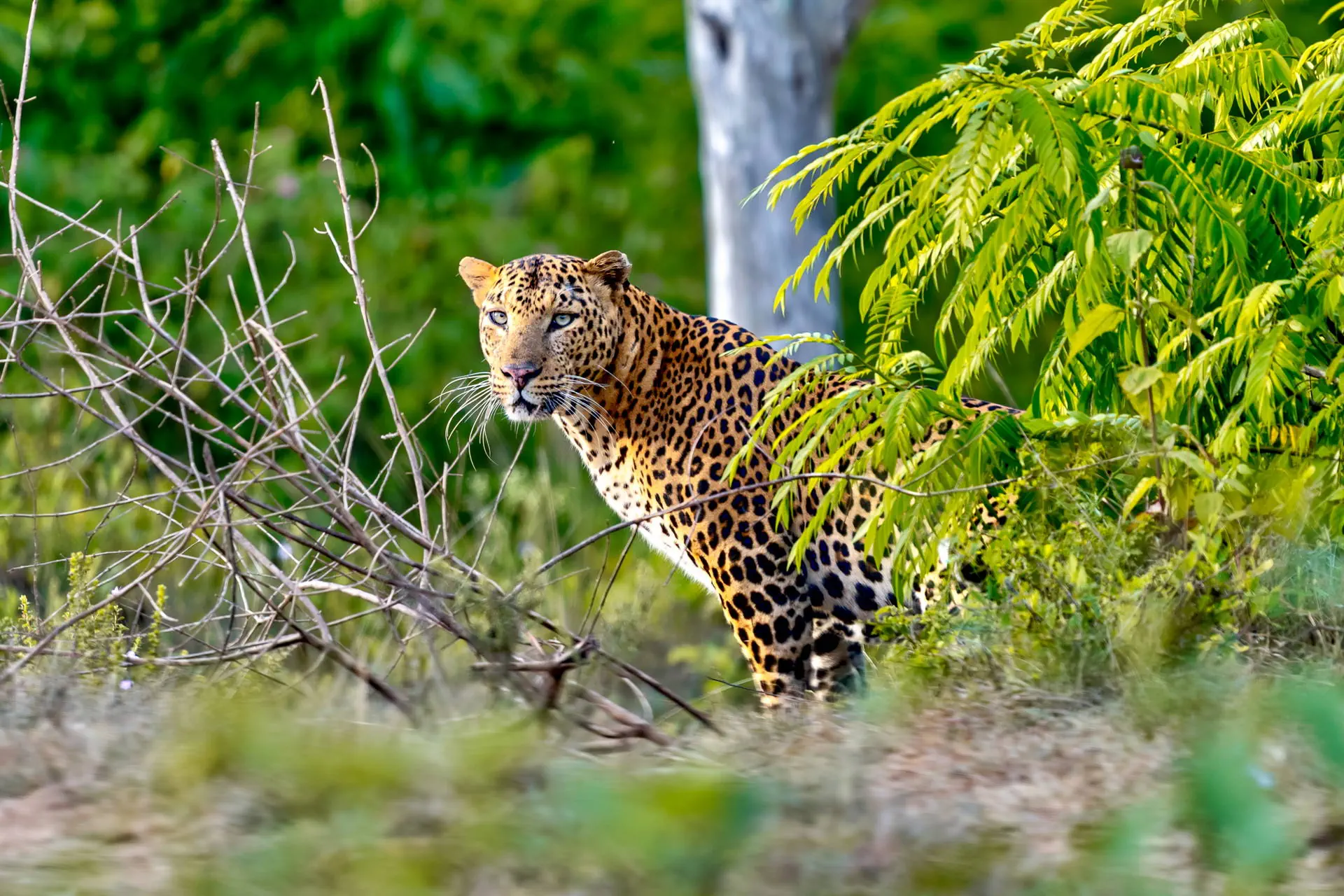 Sri Lanka - Łza z policzka Indii - zdjęcie 6